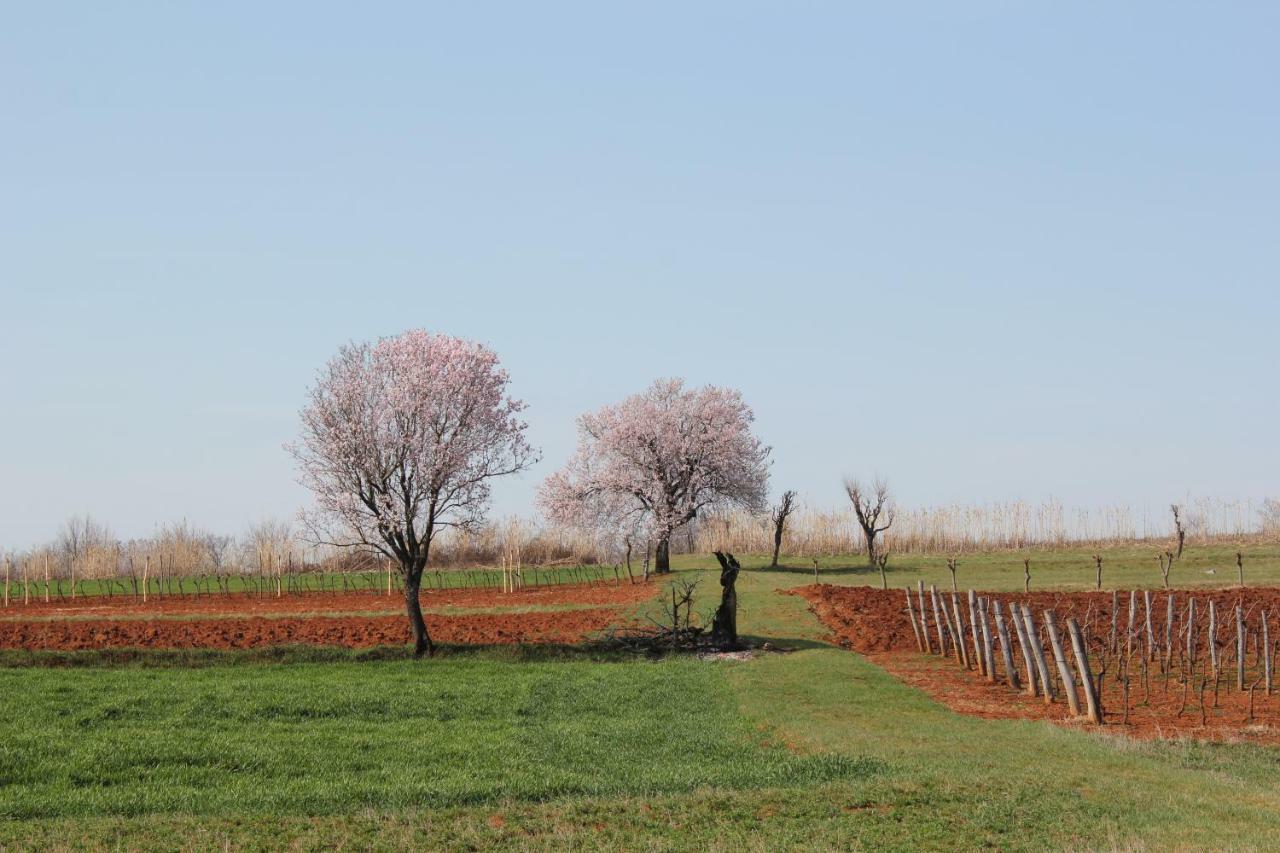 Tenuta Paljari Vizinada Exterior photo